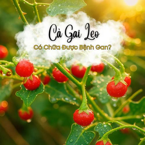 Giải Mã Lời Đồn: Sự Thật Phía Sau “Cà Gai Leo Hòa Tan Có Chữa Được Bệnh Gan?”