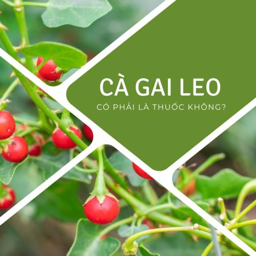 Cà Gai Leo Hòa Tan Có Phải Là Thuốc Không? Phân Biệt Đúng – Sai Để Sử Dụng Hiệu Quả