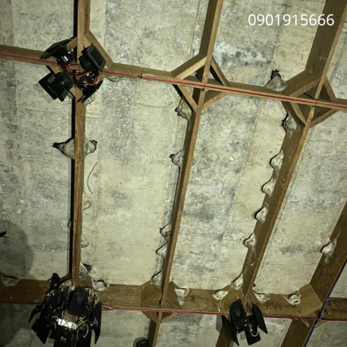 Nấm Mốc Ảnh Hưởng Thế Nào Đến Sức Khỏe Đàn Yến Và Chất Lượng Tổ Yến?