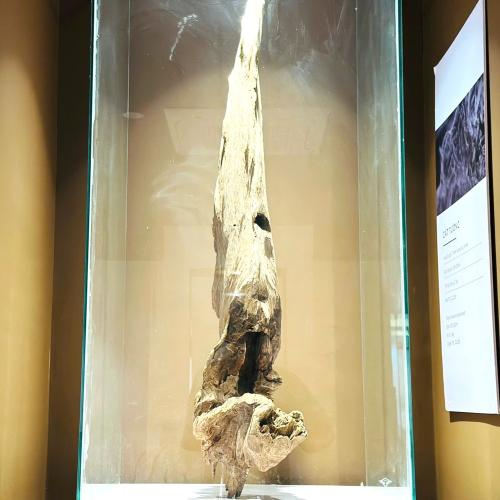 Trầm Cảnh Cát Tường