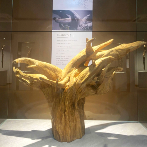 Trầm Cảnh Quang Tuệ