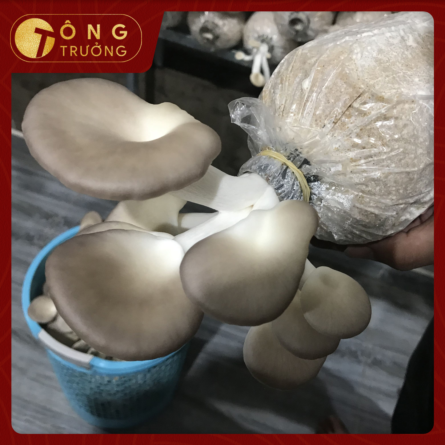 Nấm Bào Ngư Xám