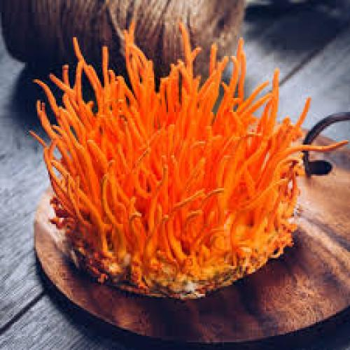 Tác Dụng Đối Với Sức Khỏe Của Đông Trùng Hạ Thảo