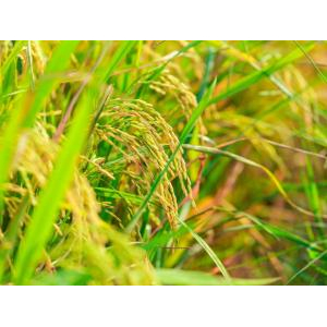 Công Ty CP Nông Nghiệp Công Nghệ Cao Trung An Kiên Giang